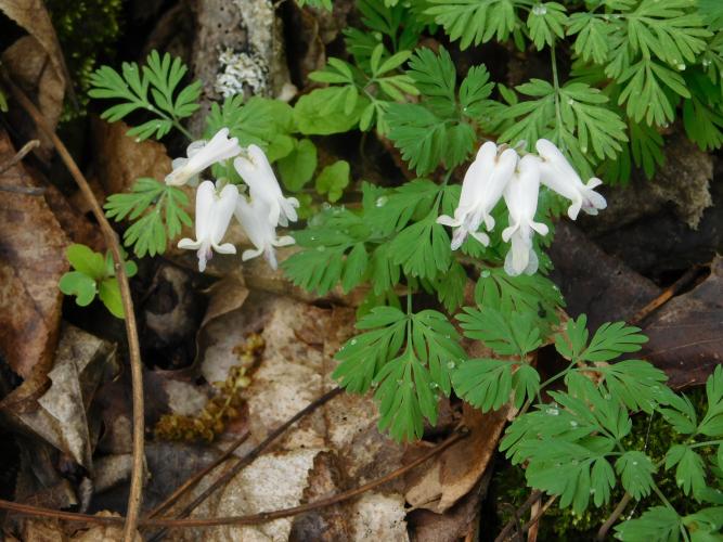 The Online Complete Guide to New England Wildflowers Berkshire Botanical