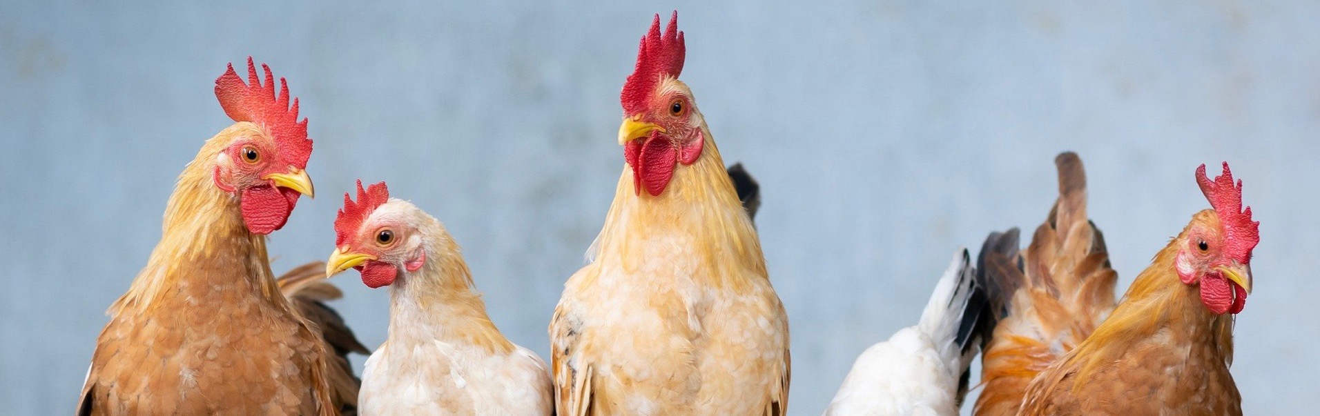 Backyard Chickens 101 Berkshire Botanical