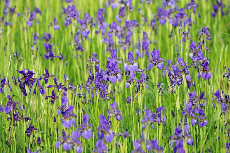 Field full of blue irises