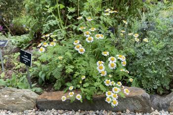 Herb of the Week is Calendula officinalis (Pot Marigold). Also