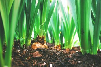 Onions growing in dirt/Martin Van Den Heuvel/Unsplash