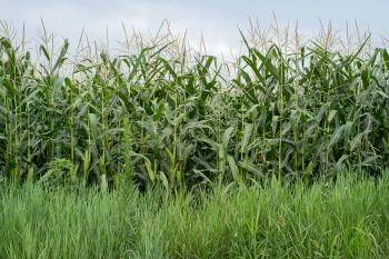 field of corn stalks