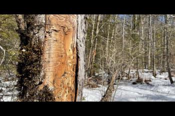 USDA Forest Service photo of black ash