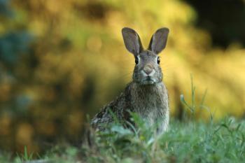 Gary Bendig/Unsplash - rabbit in a field of grass