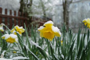 snow-covered daffodil