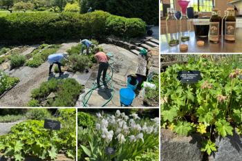 Herbs of the week: Bigroot Cranesbill, Lady’s Mantle and Orris Root (from Irises). And in the kitchens, the chive harvest continues!