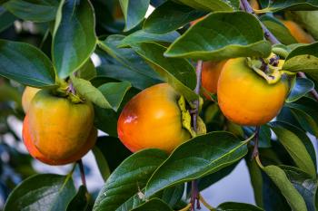 Persimmon Tree/Photos of Korea/Unsplash