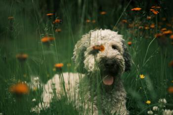 Dog in a field of flowers
