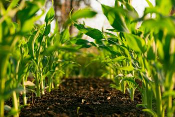 plants growing in dirt/Stephen Weeks on Unsplash 