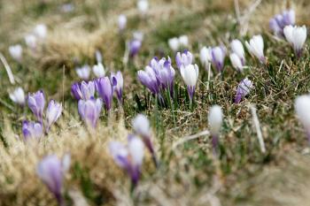 Crocuses growing in Spring