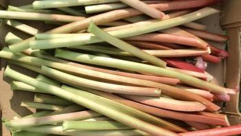 Box of harvested rhubarb