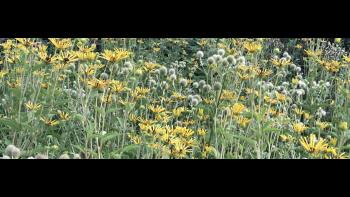 Native plants with yellow flowers and buds