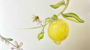 painting of a yellow lemon hanging from a branch/Anastasia Traina