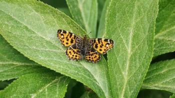 milk weed and a monarch butterfuly