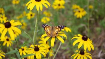 Black Eyed Susan plants with butterfly