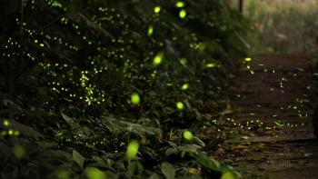 Dark sky with fireflies