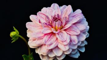 Pink Dahlia