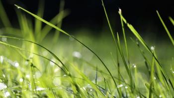 Grass with dew on it