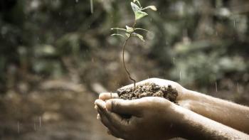 Soil with young plant in hands