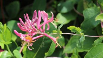 Coral honeysuckle