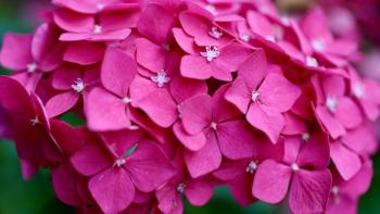 Pink hydrangea