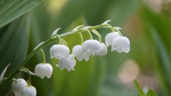 Lily-of-the-valley blooming in a meadow.