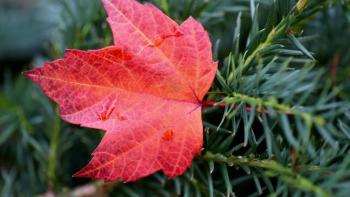 Maple leaf with evergreens in the background