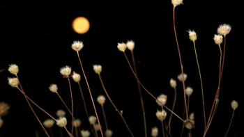 Blossoms against a black sky and small golden moon.