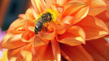 Orange dahlia with a bee pollinating.