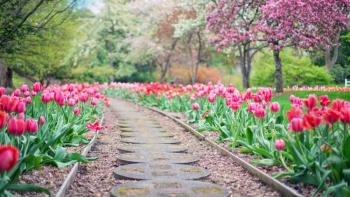 Pathway with tulips