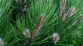 Spruce tree