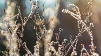 Grass in the winter