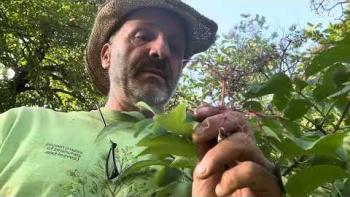 Embedded thumbnail for Sambucus Canadensis!