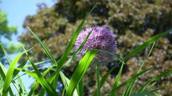 Embedded thumbnail for Let&amp;#039;s Romp: Allium