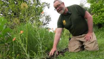 Embedded thumbnail for Meet Papaver Triniifolium 