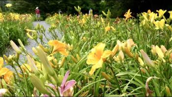 Embedded thumbnail for Down the Daylily Walk