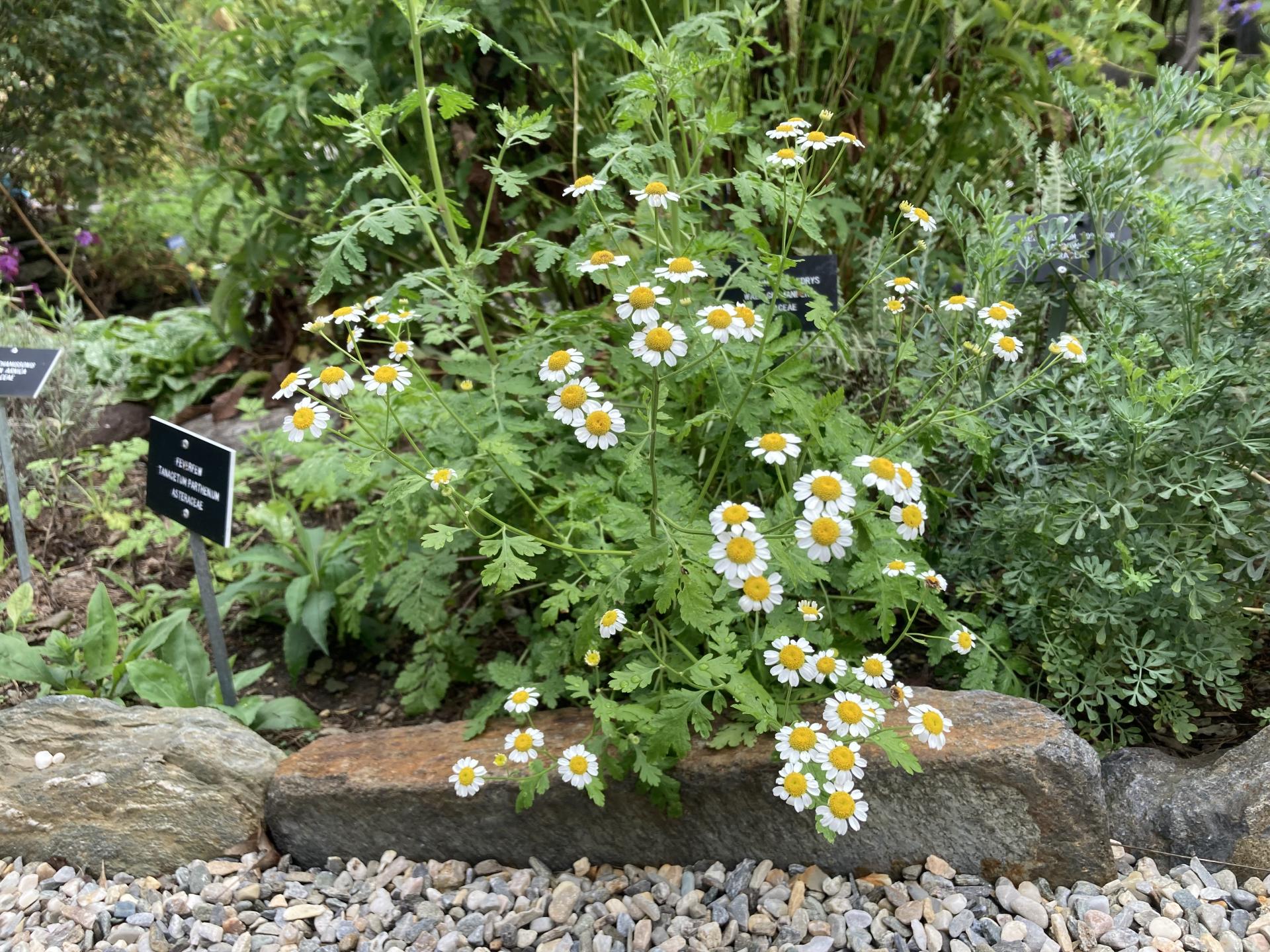 Feverfew Herb Feverfew Herb