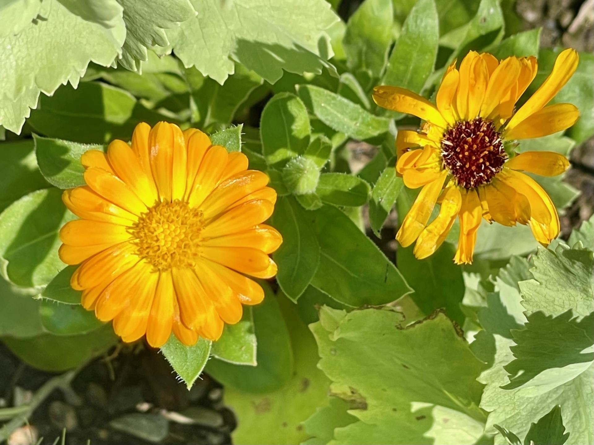 Herb of the Week is Calendula officinalis (Pot Marigold). Also