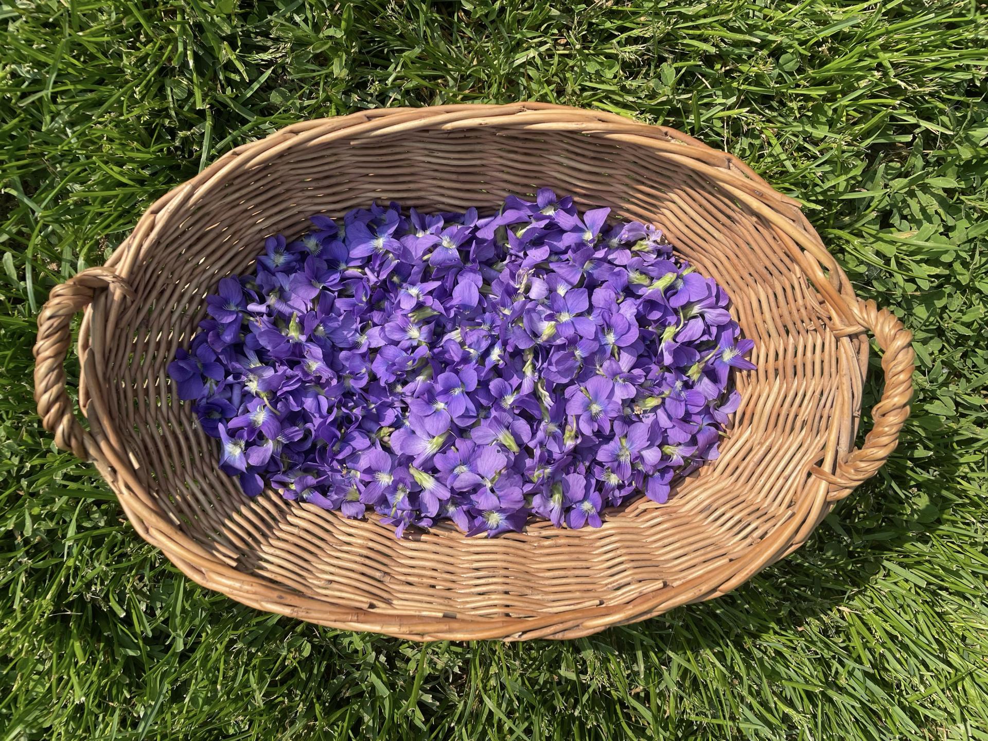 Spring Bounty: Violets! | Berkshire Botanical