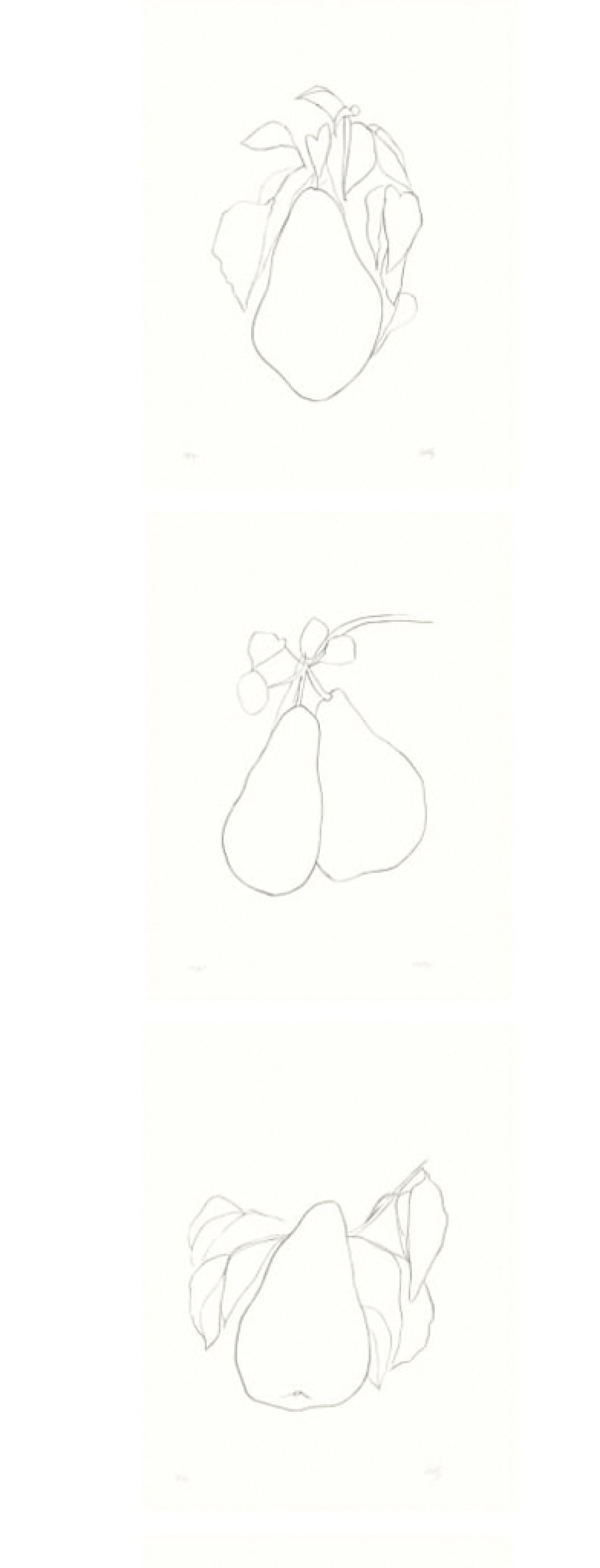 Ellsworth Kelly: Plant Lithographs | Berkshire Botanical