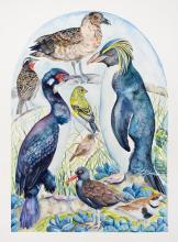 Birds of the Falkland Islands