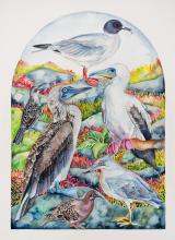Birds of the Galapagos Archipelago