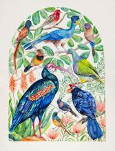 Birds of Southwestern Africa