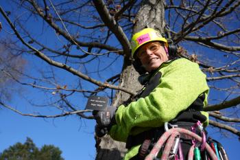 arborist in a tree